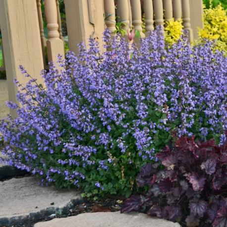 KEDİ NANESİ – NEPETA ‘kedi mavisi’ / Nepeta ‘Purrsian Blue’