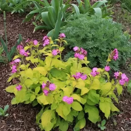 SİLENE ‘altın yaprak’ - Silene dioica ‘Ray’s Golden’
