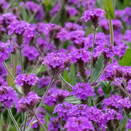 KOMPAKT VERBENA – KOMPAKT MİNE / Verbena rigida
