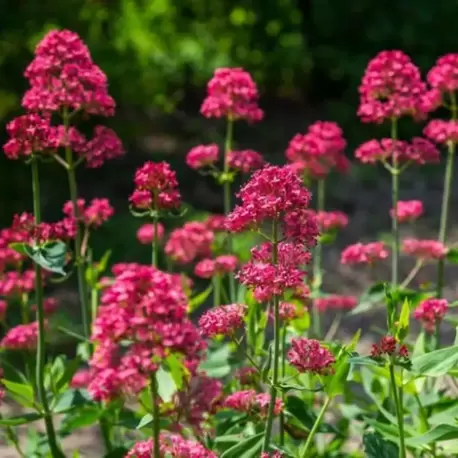 MAHMUZ ÇİÇEĞİ - SENTRANTUS ‘pembe’ / Centranthus ruber