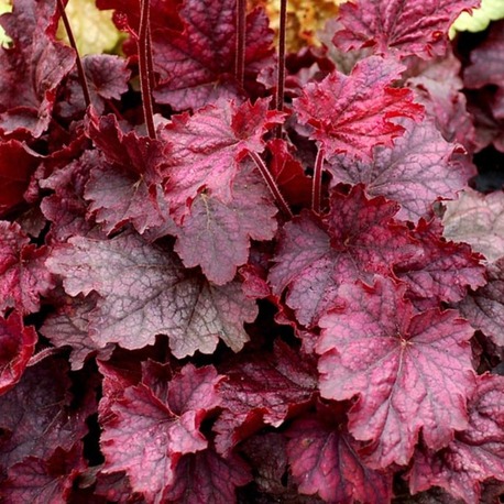 HÖKERA ‘kırmızı alev’ / Heuchera ‘Red Fury’ 