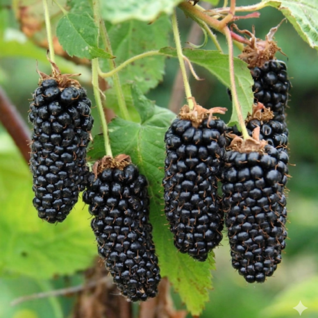 İRİ TANELİ BÖĞÜRTLEN / Rubus spp.