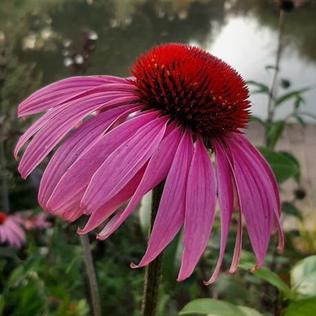 (tohum) EKİNEZYA - Echinacea purpurea