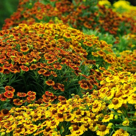 HELENYUM ‘sonbahar’ / HAPŞIRIKOTU ‘sonbahar’ -  Helenium autumnale