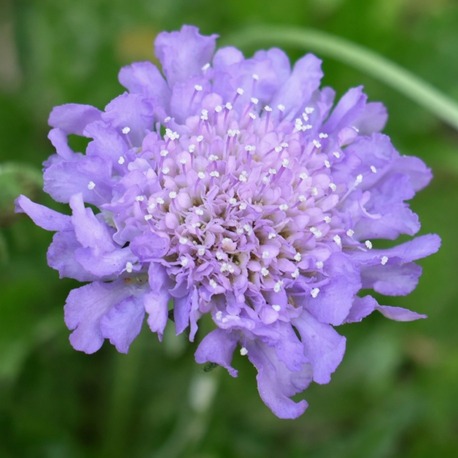 BODUR KIR SKABİYOZASI ‘kelebek mavisi’ / Scabiosa ‘Butterfly Blue’