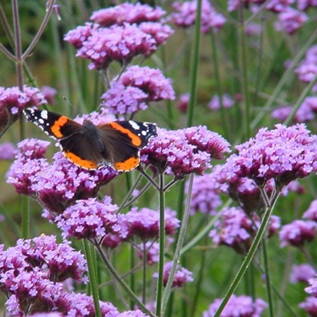 (tohum) KELEBEK MİNESİ - Verbena bonariensis