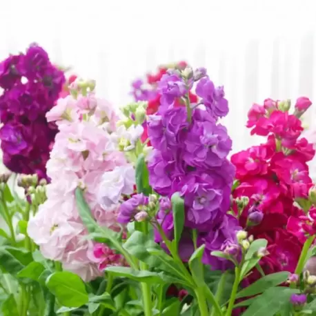 ŞEBBOY - MATİYOLA ‘ton ton stok’ / Matthiola incana ‘Brompton Stock Mixed’