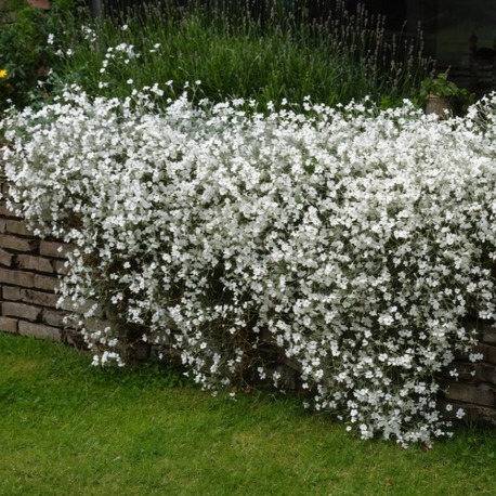 BEYAZ FARE DİŞİ / Cerastium tomentosum