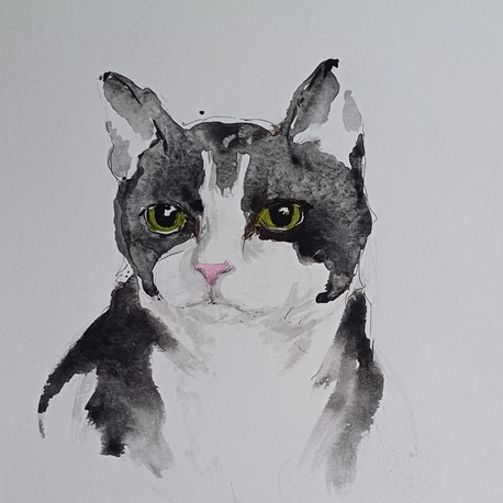 kedi
