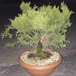 Bonsai Ardıç 