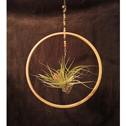 Airplant