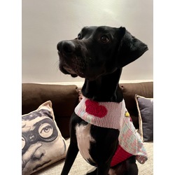 Pretty Unicorn Wearable Dog Blanket