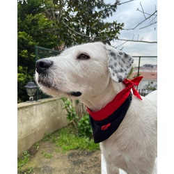 Kiss Me Dog Collar