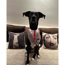 Best Man Tuxedo Dog Collar