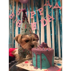 Birthday Pawty Set w Embroidery Details
