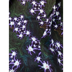 Anemon violet
