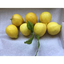 limon 