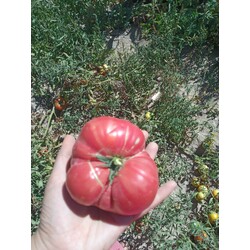 Nevşehir Pembe Domates Tohumu