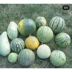 Karışık Karpuz