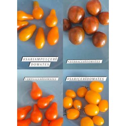karışık çeri domates tohumu