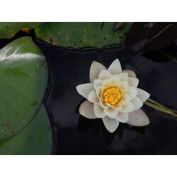 Beyaz Lotus (White Lotus) 1 GRAM