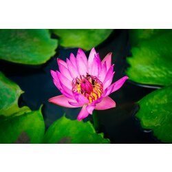 Pembe Lotus (Pink Lotus) 1 GRAM