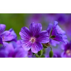 Geranium (Turnagagası) 1 GRAM
