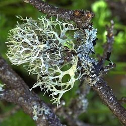 Meşe Ağacı Yosunu (Oakmoss) 1 GRAM