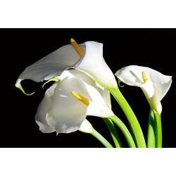 Zambak Çiçeği (Lily) 1 GRAM