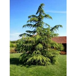 Sedir Ağacı (Cedar Tree) 1 GRAM
