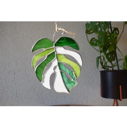 Monstera Albo Güneş Kapanı