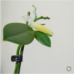ithal keiki macunu