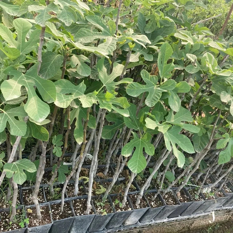 Bursa Karası Siyah İncir 
