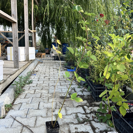 TRİPLE CROWN DİKENSİZ BÖĞÜRTLEN FİDANI