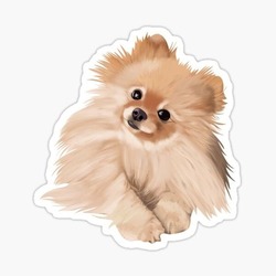 Pomeranian Tekli Sticker
