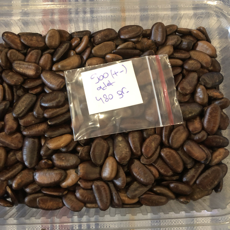 Pawpaw Tohumları