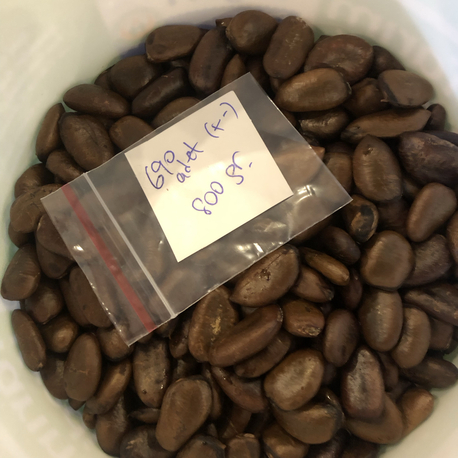 Pawpaw Tohumları 