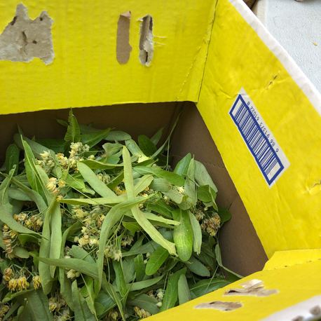 1 kg kuru Ihlamur