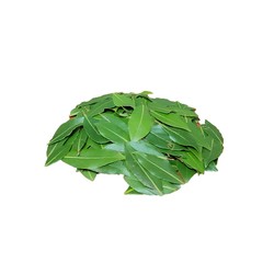 Defne Yaprağı 1 Kg 1. Kalite Yeni Mahsül (Yaş)