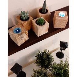Plania 5'li Paket Tekli Sukulent Saksısı/Mumluk 7x7x7(h)