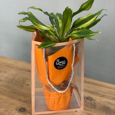 Dracena Massengena 