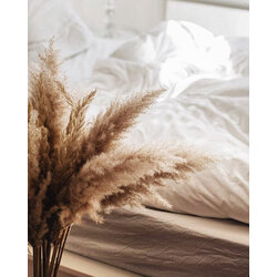 pampas demeti