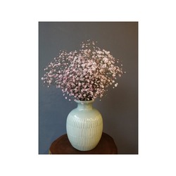 Şoklanmış Kuru Çiçek / Baby Breath
