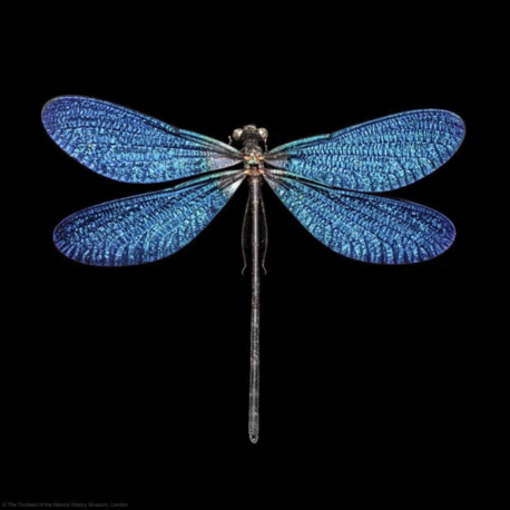 Dragonfly (Yusufçuk)