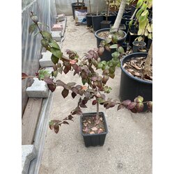 Surinam Cherry