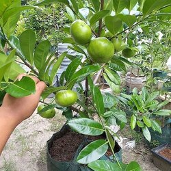 Black Sapote