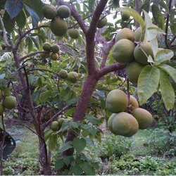 White Sapote