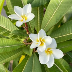 Plumeria