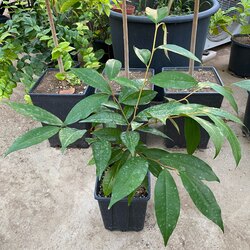 Star Apple