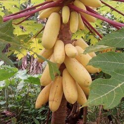Golden Papaya